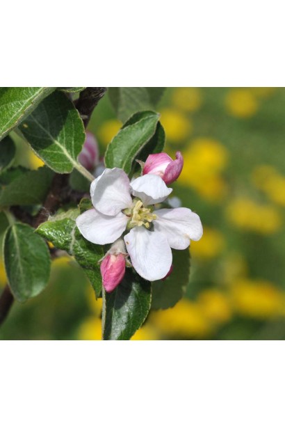 Яблуня Jonagold Early Queen цвітіння